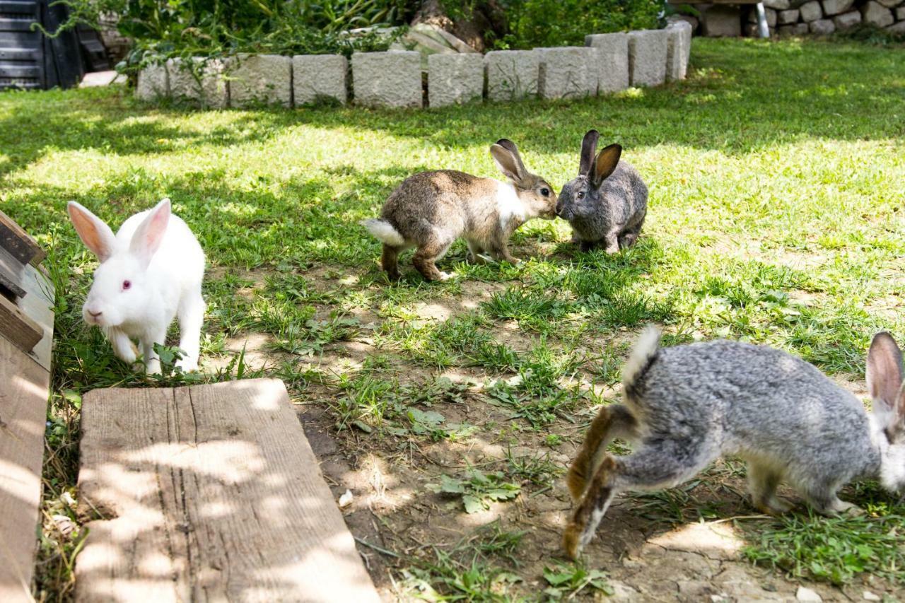 Villa Silvija Mlini Dış mekan fotoğraf